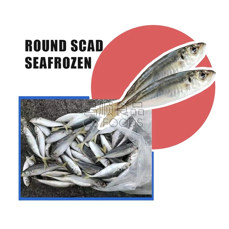 AAA Yellowtail Scad