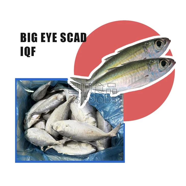 BQF Frozen Big Eye Scad