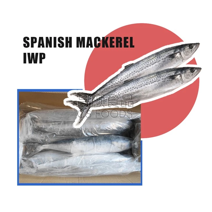 Light Catch IQF Spanish Mackerel